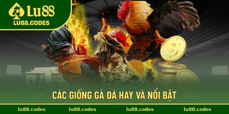 Những giống gà hay và được chọn lọc